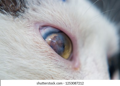 Corneal Ulcer Images, Stock Photos & Vectors | Shutterstock