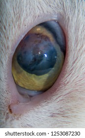 Corneal Ulcer Images, Stock Photos & Vectors | Shutterstock