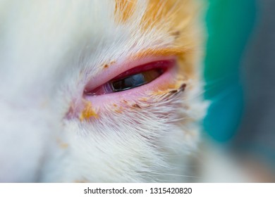 cure for feline herpes