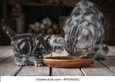 Adult Cat And Little Kitten Drinking Milk From A Bowl In An Old Basement