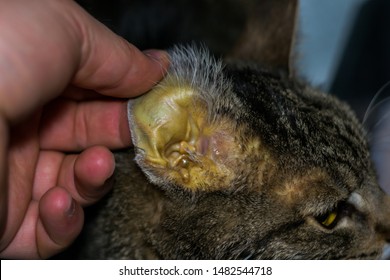 Adult Cat With Liver Faiure, Jaundice Skin And Dehydration