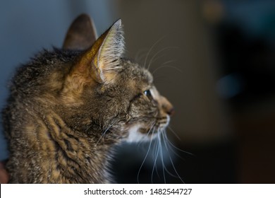 Adult Cat With Liver Faiure, Jaundice Skin And Dehydration