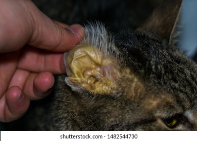 Adult Cat With Liver Faiure, Jaundice Skin And Dehydration