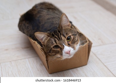 An Adult Cat With A Long White Mustache Sits In A Small Box And Looks At The Camera.