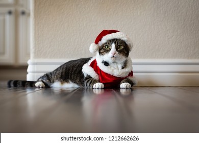 Adult Cat In Unamused In A Santa Coat And Hat