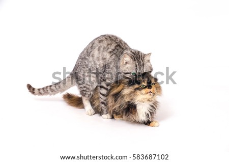 adult cats mate on a white background