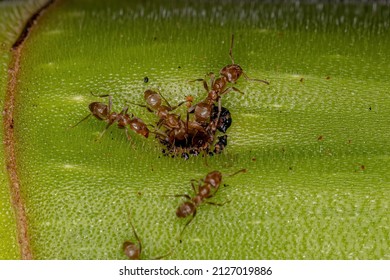 Adult Cecropia Ants Of The Genus Azteca On A Cecropia Trunk