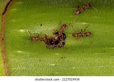 Adult Cecropia Ants Of The Genus Azteca On A Cecropia Trunk