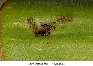 Adult Cecropia Ants Of The Genus Azteca On A Cecropia Trunk