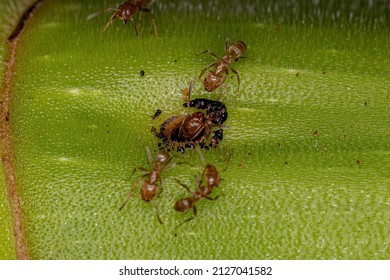 Adult Cecropia Ants Of The Genus Azteca On A Cecropia Trunk