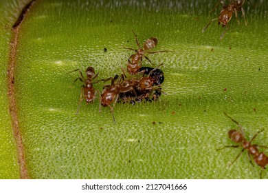 Adult Cecropia Ants Of The Genus Azteca On A Cecropia Trunk