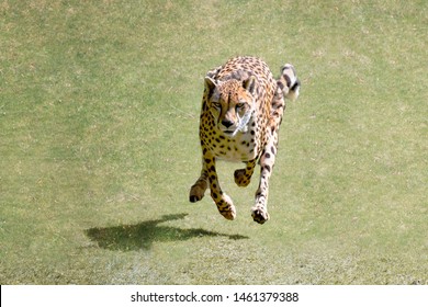 Adult Cheetah  (Acinonyx Jubatus)  Running Straight Ahead Towards Camera.