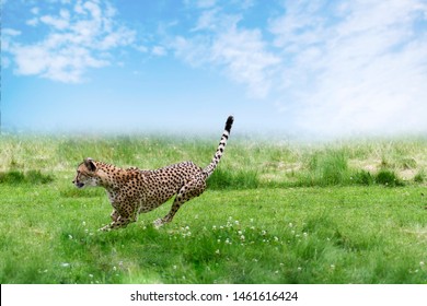 Adult Cheetah  (Acinonyx Jubatus)  Running On Grass