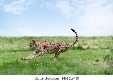 Adult Cheetah  (Acinonyx Jubatus)  Running On Grass