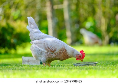 Adult Chicken Hen Seen By Her Stock Photo 1349798429 | Shutterstock