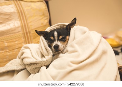 Adult chihuahua wrapped in up cozy blanket inside a home.