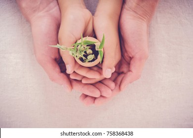 Adult And Child Hands Holding Seedling Plants In Eggshells, Eco Gardening,  Montessori, Education, Reuse, CSR Social Responsibility, Eco Green Sustainable Living Concept, World Food Day, Zero Waste
