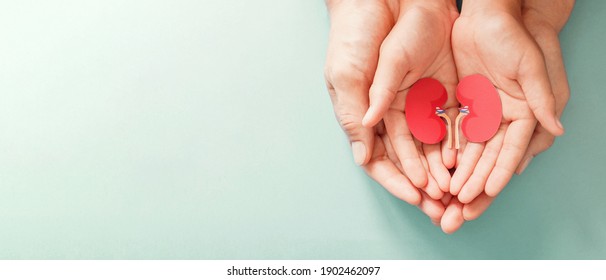 Adult and child holding kidney shaped paper, world kidney day, National Organ Donor Day, charity donation concept - Shutterstock ID 1902462097