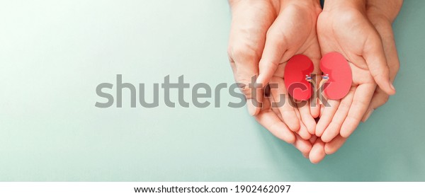 Adult and child\
holding kidney shaped paper, world kidney day, National Organ Donor\
Day, charity donation\
concept