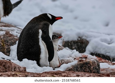 Adult and child penguins in Antarctica  - Powered by Shutterstock