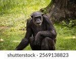 Adult Chimpanzee feeding on fruits, Taiping Zoo