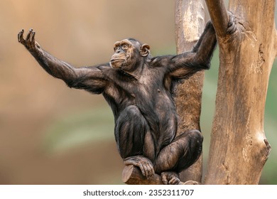 a adult chimpanzee (Pan paniscus) sitting in a tree stretching out his arm begging - Powered by Shutterstock