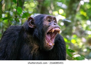 An adult chimpanzee, pan troglodytes, bares his teeth whilst communicating with the rest of the community. Kibale National Park, Uganda.  - Shutterstock ID 2166085451