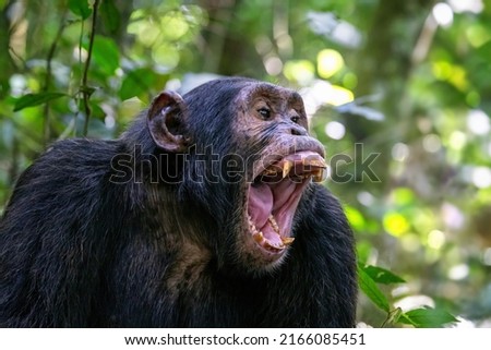 An adult chimpanzee, pan troglodytes, bares his teeth whilst communicating with the rest of the community. Kibale National Park, Uganda. 