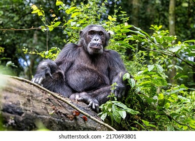 An adult chimpanzee, pan troglodytes, rests on a fallen tree in the rainforest of Kibale National Park, Uganda, Africa. An endangered species.