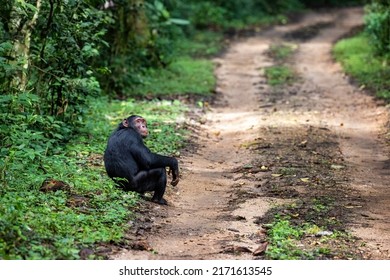 Adult chimpanzee, pan troglodytes, at the roadside of the rainforest of Kibale National Park, western Uganda. The park conservation programme means that some troupes are habituated for human contact.