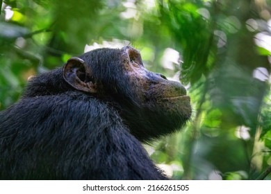 Adult Chimpanzee, Pan Troglodytes, Side Profile In Sunlight.  In The Tropical Rainforest Of Kibale National Park, Western Uganda. The Park Runs A Conservation Programme For This Endangered Species. 