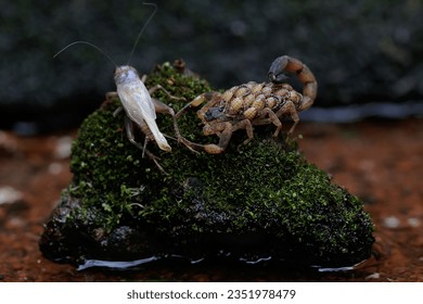 An adult Chinese swimming scorpion is eating a cricket while carrying its babies on its back. This Scorpion has the scientific name Lychas mucronatus.