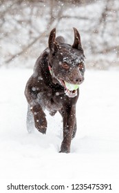 Adult Chocolate Lab Running In Snow