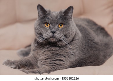 An adult chubby blue British cat with a gray tint lies on a beige background. The eyes are almond colored. The animal is looking at the camera.