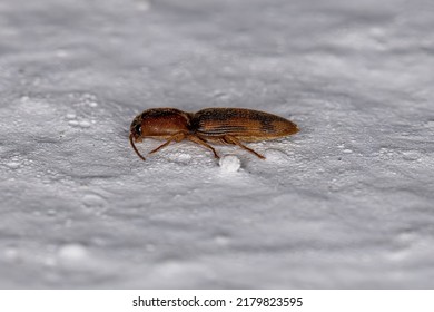 Adult Click Beetle of the Family Elateridae
