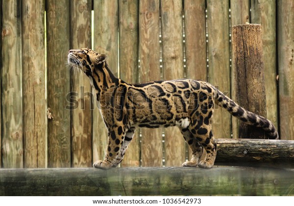 Adult clouded\
leopard