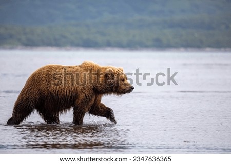 Adult coastal brown bear wading along coastline through tidal waters in Katmai National Park, Alaska.