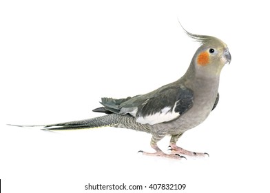 adult cockatiel in front of white background