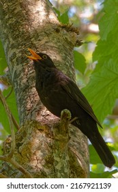 An adult common blackbird singing on a birch tree.