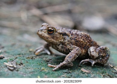 A adult  Common European Toad, Bufo bufo sitting on the ground in the garden - Shutterstock ID 2032823099