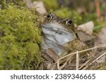 Adult Common Frog male portrait on mossy leaf litter UK