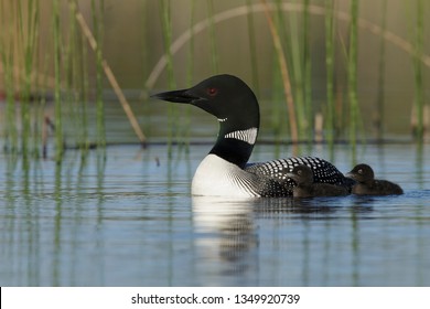 Adult Common Loon (Gavia immer) in breeding plumage on Lac Le Jeune, British Colombia in Canada. Mother with two chicks swimming along side her.
