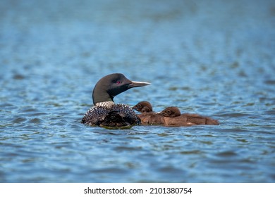 An adult common loon quietly swimming along on a clear-blue northern lake with two fuzzy spring babies or chicks. The loon has a red eye and its black and white plumage is easily identifiable.
