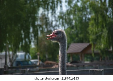 Adult Common Ostrich Head Portrait