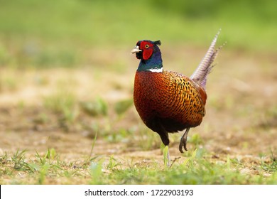 Adult common pheasant, phasianus colchicus, with tail upright. Curious ring-necked cock observing the surroundings of the green meadow. Solitary wild bird with colorful plumage in its natural habitat.