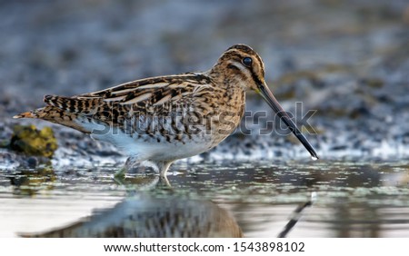 Adult Common snipe wades in water near a muddy shore in morning 