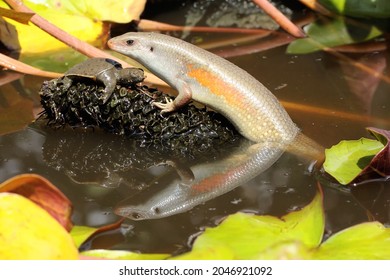 An Adult Common Sun Skink Is Ready To Prey On A Baby Turtle That Has Just Hatched From An Egg. This Reptile Has The Scientific Name Mabouya Multifasciata. 