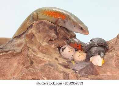 An Adult Common Sun Skink Is Ready To Prey On A Baby Turtle That Has Just Hatched From An Egg. This Reptile Has The Scientific Name Mabouya Multifasciata. 