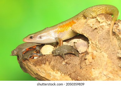 An Adult Common Sun Skink Is Ready To Prey On A Baby Turtle That Has Just Hatched From An Egg. This Reptile Has The Scientific Name Mabouya Multifasciata. 