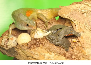 An Adult Common Sun Skink Is Ready To Prey On A Baby Turtle That Has Just Hatched From An Egg. This Reptile Has The Scientific Name Mabouya Multifasciata. 